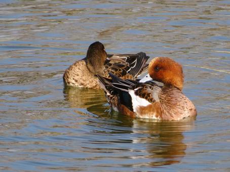 羽繕い中の2羽のヒドリガモ ヒドリガモ,鴨,鳥の写真素材