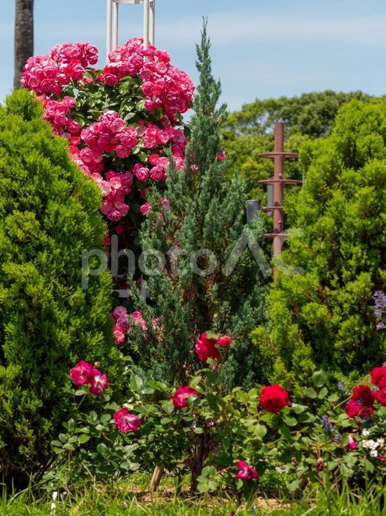 満開の赤い薔薇の花 バラ,薔薇,バラの花の写真素材