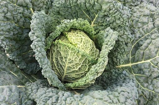 ちぢみキャベツ（ちりめんキャベツ） ちぢみキャベツ,ちりめんキャベツ,野菜の写真素材