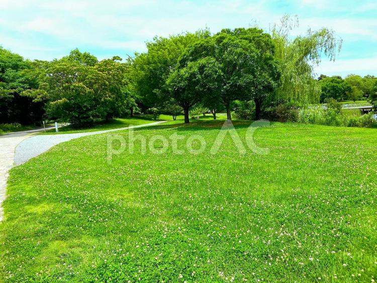 夏の公園　横位置 グリーン,風景,自然の写真素材