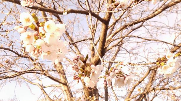 Sakura bathed in the setting sun, spring, spring has come, cherry blossoms, JPG