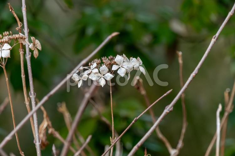 枯れたガクアジサイ ガクアジサイ,枯れた,花の写真素材