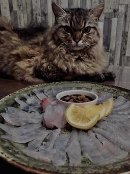 刺身,薄造り,猫 刺身,薄造り,猫の写真