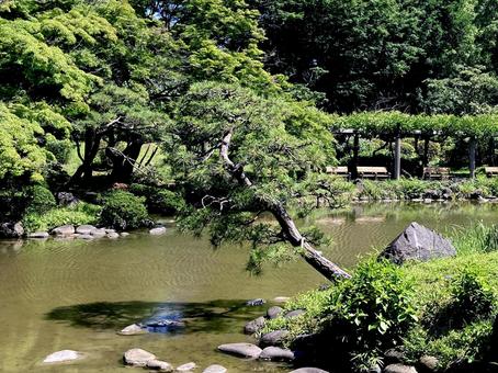 松 松 日比谷公園,松,松の木の写真素材