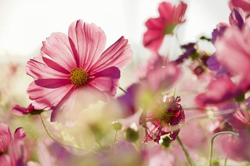 Cosmos, JPG