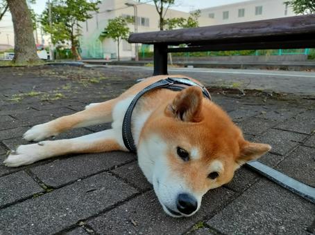 お散歩中暑くて寝そべる柴犬くるみです! お散歩中暑くて寝そべる柴犬くるみです!の写真