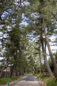 Goyu Pine Tree Line, JPG Goyu Pine Tree Line, JPG