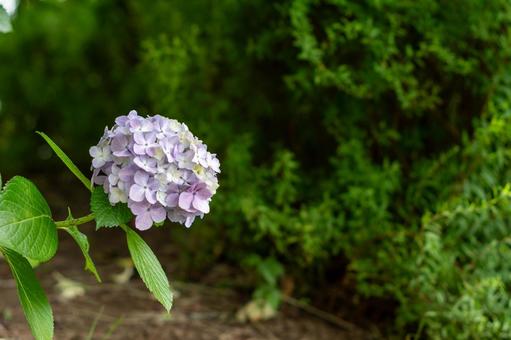 Hydrangea, JPG Hydrangea, JPG