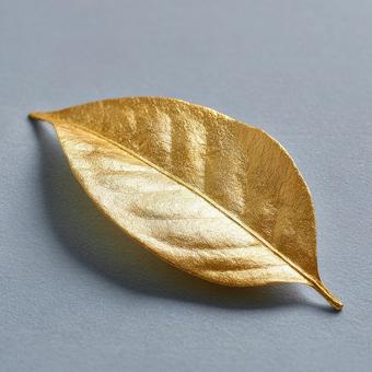 輝く金色の葉 輝く金色の葉の写真