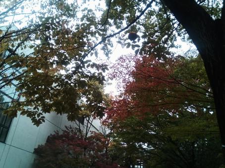 見上げると赤赤との写真