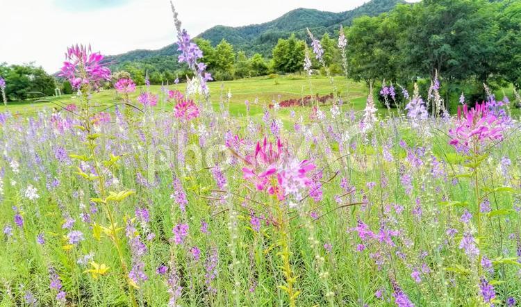 草原の淡い色の花たち ピンク,フィールド,何人もありませんの写真素材