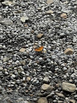 ミドリヒョウモン ミドリヒョウモン ミドリヒョウモン,蝶,チョウチョの写真素材