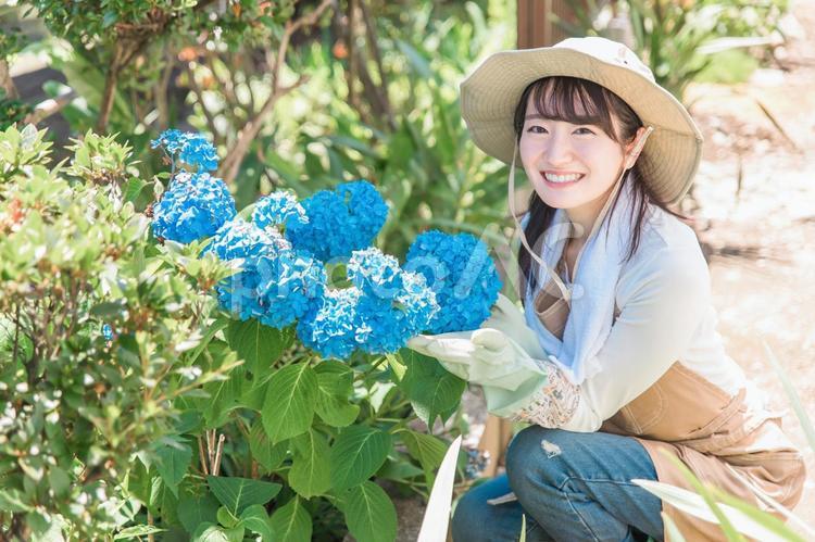 家の庭でガーデニングする女性（紫陽花） ガーデニング,園芸,家庭菜園の写真素材