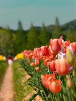 tulips, JPG