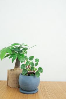 観葉植物 観葉植物の写真