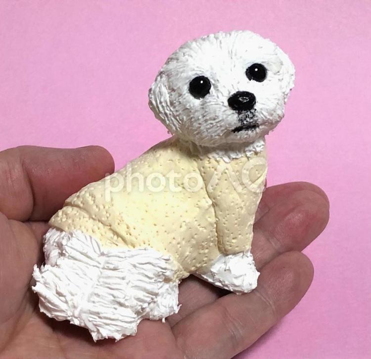 振り向きマルチーズ　粘土細工 犬,マルチーズ,白犬の写真素材
