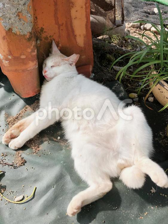 ねこ　猫　ネコ　お昼寝　 猫,可愛い,子猫の写真素材