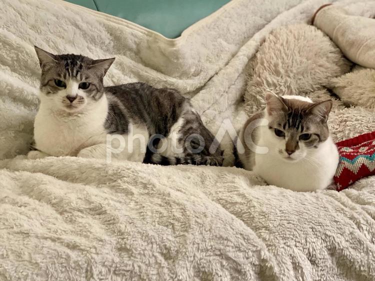 ソファでくつろぐ二匹の猫さま 猫,シャムトラ,サバ白の写真素材