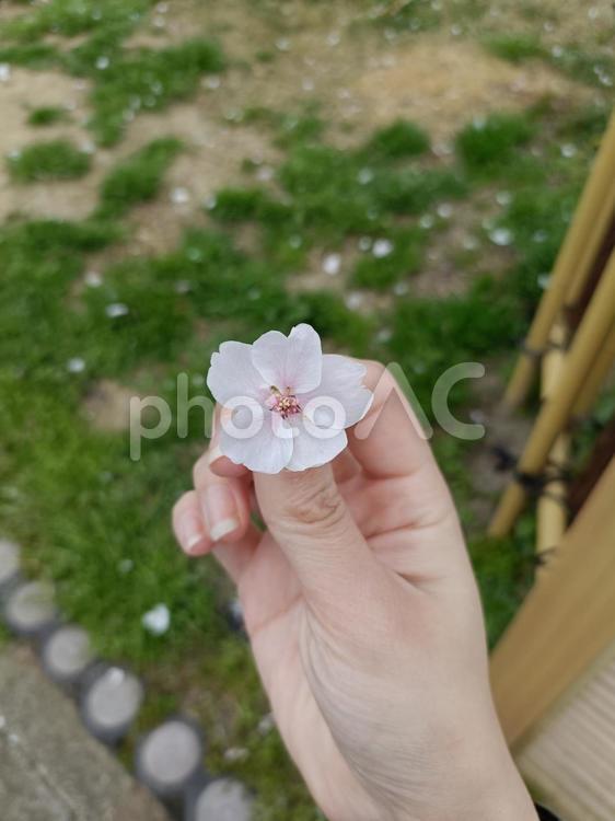 サクラ サクラ,春,お花見の写真素材