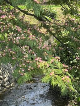 Early summer alder tree, JPG Early summer alder tree, JPG