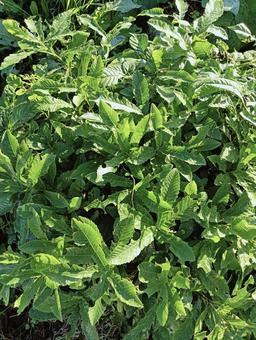 葉っぱ37 自然,屋外で,草の写真素材