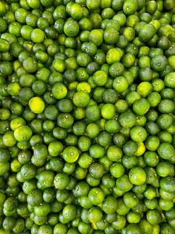 青柚子の集合写真 柚子,青柚子,柚子の集合写真の写真素材