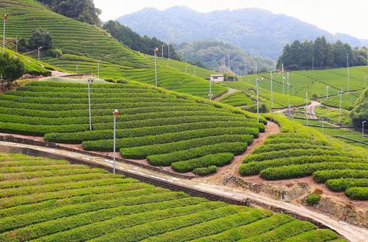 茶畑の風景 茶畑の風景の写真
