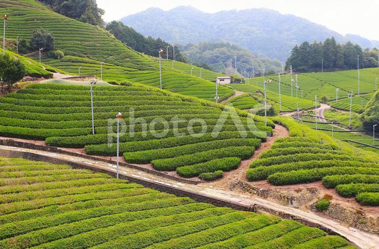 茶畑の風景 茶畑,風景,光景の写真素材