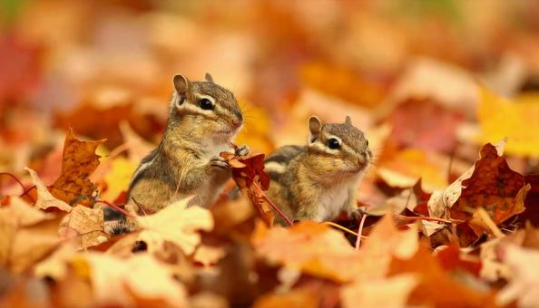 秋の紅葉の中のシマリス 野生動物 二匹 秋の紅葉の中のシマリス 野生動物 二匹の写真