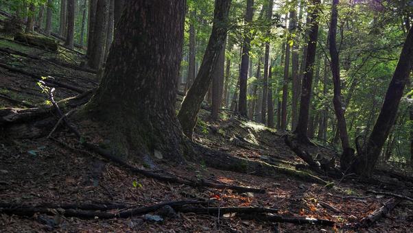 鳳凰三山樹林帯 鳳凰三山樹林帯 登山,鳳凰三山,鳳凰山の写真素材