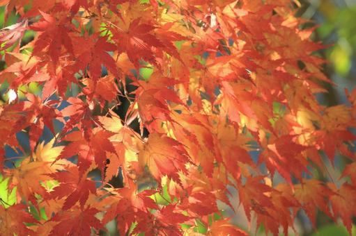 鮮やかなもみじの紅葉と陽光 鮮やかなもみじの紅葉と陽光の写真