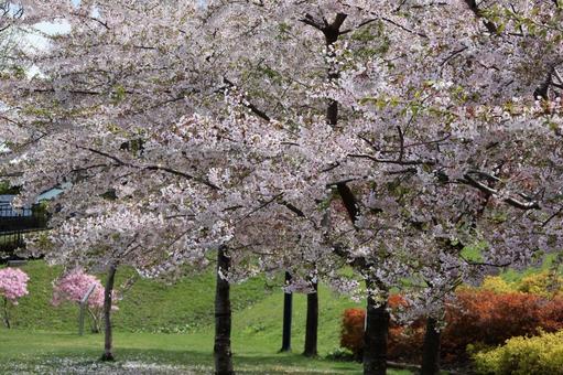 函館の桜 函館の桜の写真