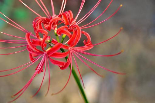 <秋のイメージ>彼岸花 <秋のイメージ>彼岸花 彼岸花,曼珠沙華,花の写真素材