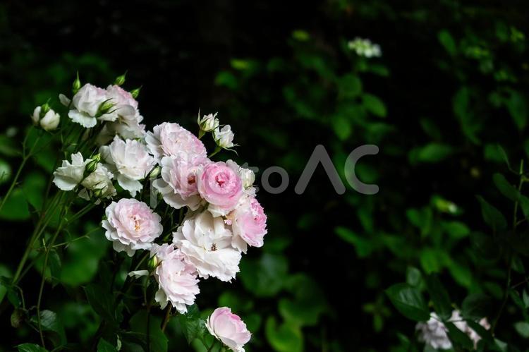 ピンクの薔薇２ 薔薇,ピンクの薔薇,気品の写真素材