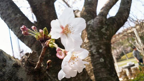 桜の写真