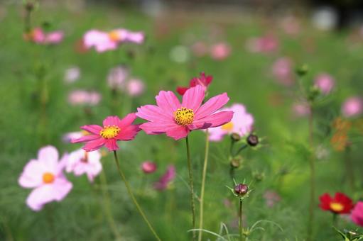 コスモスのピンクの花 秋桜,コスモス,秋の写真素材
