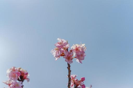 春風にゆれる桜の一枝 春風にゆれる桜の一枝の写真