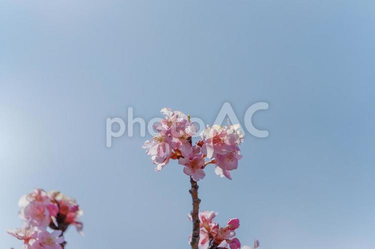 春風にゆれる桜の一枝 桜,花,花びらの写真素材