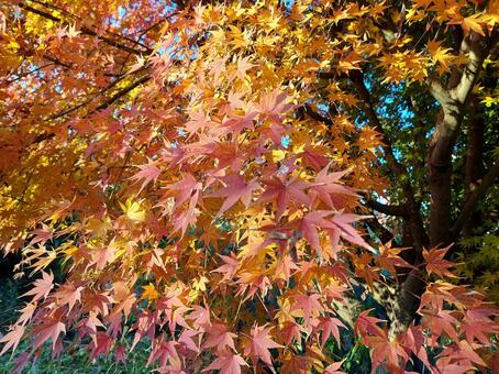 紅葉 紅葉,もみじ,カエデの写真素材