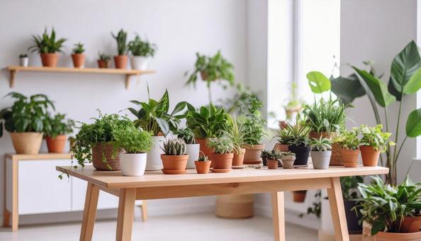 観葉植物がたくさんある部屋 観葉植物がたくさんある部屋の写真