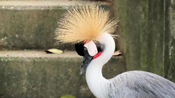 日本平動物園のホオジロカンムリヅル 日本平動物園のホオジロカンムリヅル ホオジロカンムリツル,頬白冠鶴,鳥の写真素材