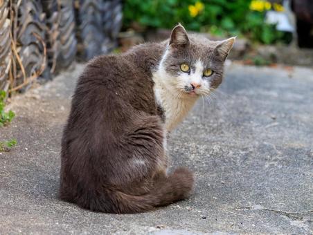 離島で出会った野良猫です。 離島で出会った野良猫です。の写真