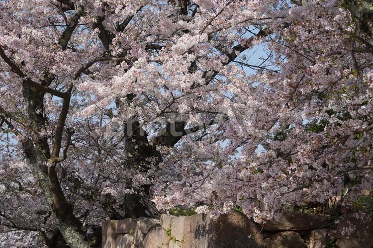 鳥取城跡の満開の桜 桜,さくら,サクラの写真素材