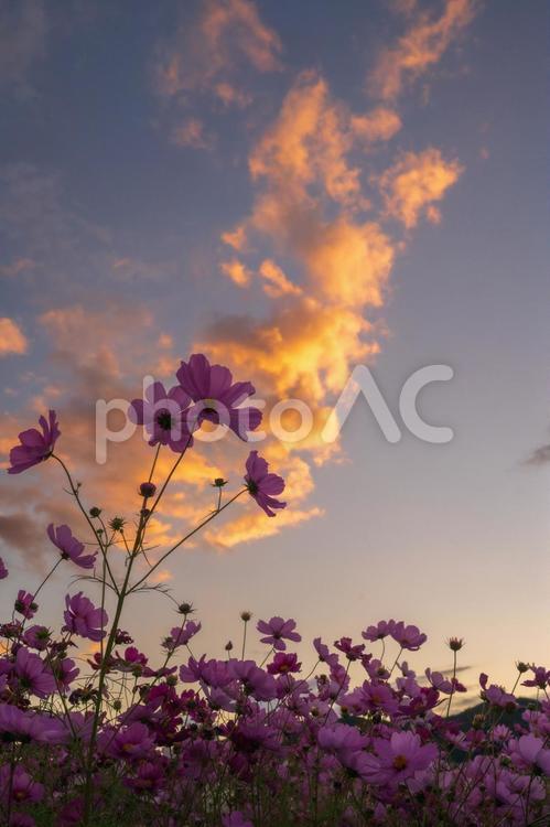焼けた空と満開のコスモス畑 太陽,夜明け,早朝の写真素材