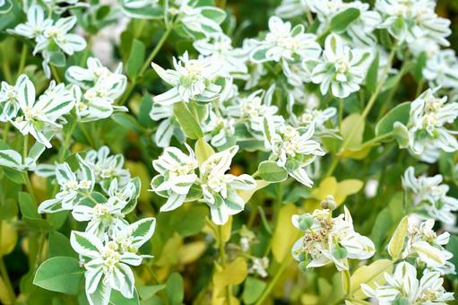 斑入りの葉を持つ花 斑入りの葉を持つ花の写真