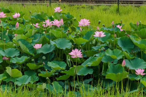 Photo, lotus, a lotus, flower, 