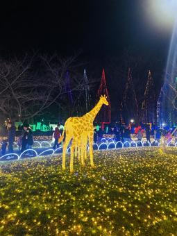 キリンのイルミネーション キリン,イルミネーション,クリスマスの写真素材