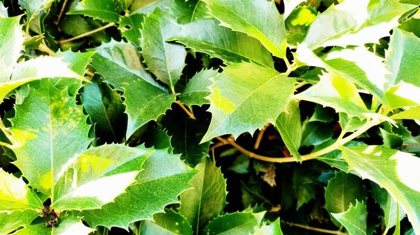 とげとげの緑の葉の写真