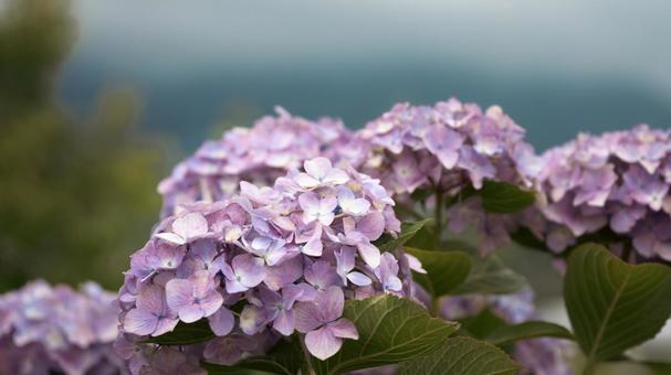 赤や青や紫や白のたくさんの紫陽花 赤や青や紫や白のたくさんの紫陽花の写真