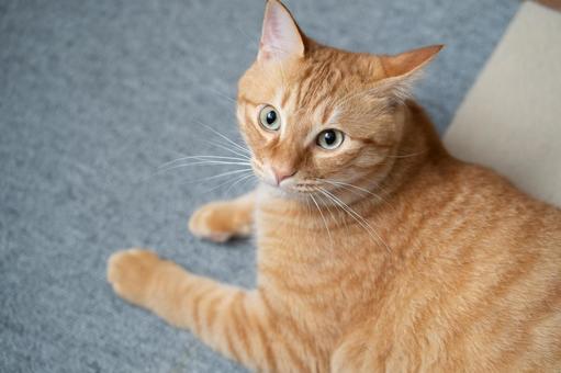Photo, cat, tea tiger, sit down, 
